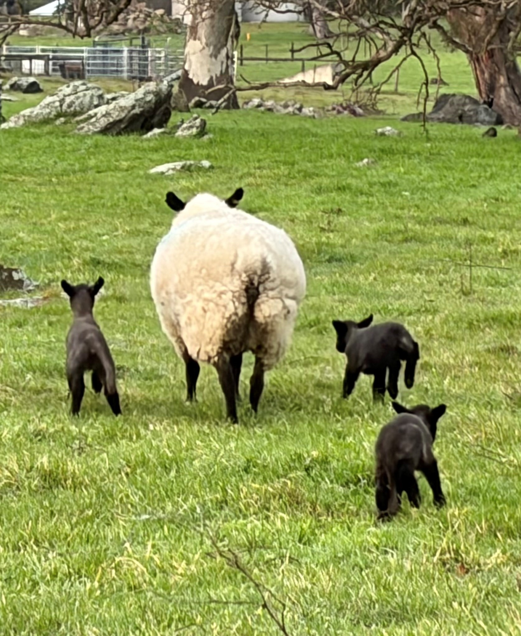 2026 lambs 1